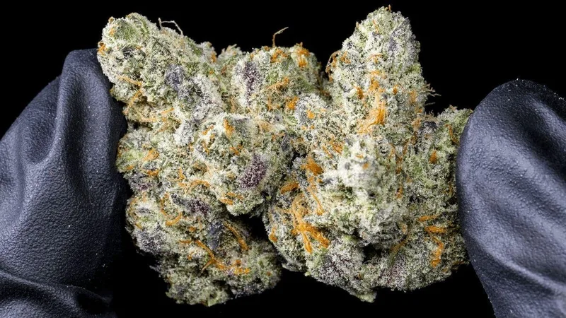 Bio Hazard Madrid club de cannabis en Centro, Madrid